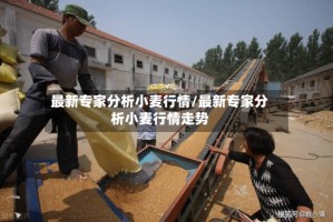 最新专家分析小麦行情/最新专家分析小麦行情走势