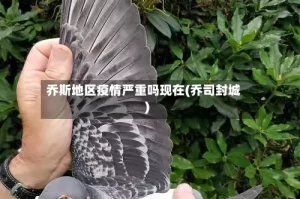 乔斯地区疫情严重吗现在(乔司封城)