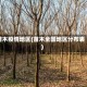 苗木疫情地区(苗木全国地区分布表)