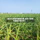 【金乡大蒜库内最新行情,金乡大蒜库内最新行情分析】
