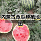 【巴盟西瓜行情,巴盟西瓜是什么品种】