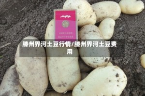 滕州界河土豆行情/滕州界河土豆费用