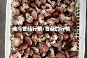 渤海香菇行情/香菇的行情