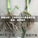 数据分析：上半年北方六港玉米供增需减、库存提升