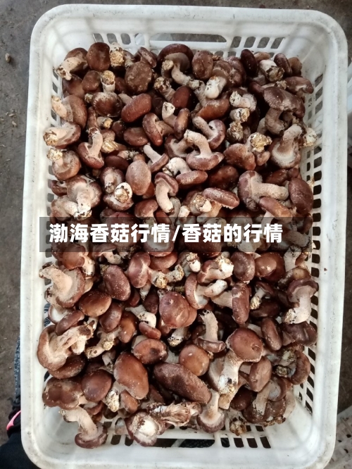 渤海香菇行情/香菇的行情-第1张图片
