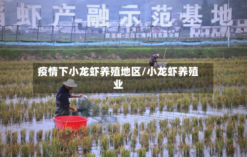 疫情下小龙虾养殖地区/小龙虾养殖业-第1张图片