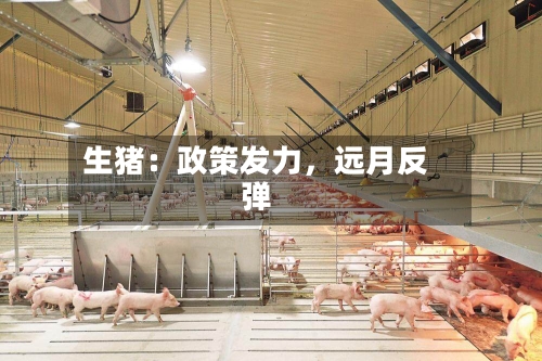 生猪：政策发力，远月反弹-第1张图片