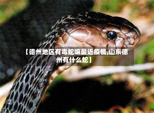 【德州地区有毒蛇嘛最近疫情,山东德州有什么蛇】-第1张图片