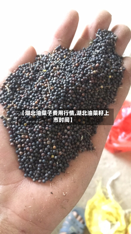 【湖北油菜子费用行情,湖北油菜籽上市时间】-第1张图片