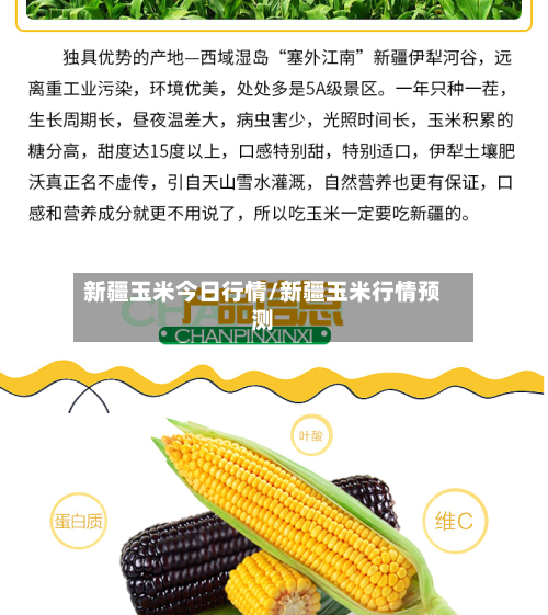 新疆玉米今日行情/新疆玉米行情预测-第1张图片