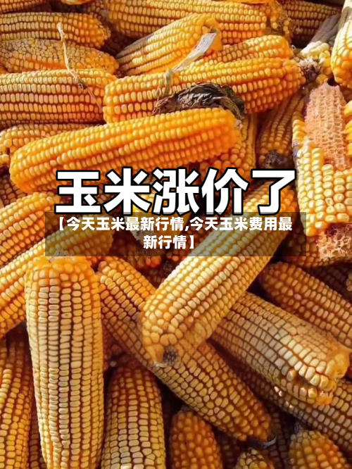 【今天玉米最新行情,今天玉米费用最新行情】-第1张图片