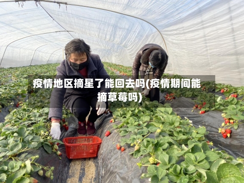 疫情地区摘星了能回去吗(疫情期间能摘草莓吗)-第1张图片