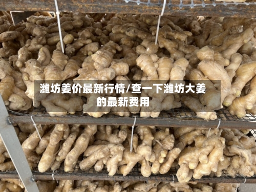 潍坊姜价最新行情/查一下潍坊大姜的最新费用-第1张图片