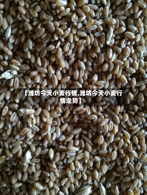 【潍坊今天小麦行情,潍坊今天小麦行情走势】-第1张图片