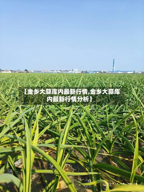 【金乡大蒜库内最新行情,金乡大蒜库内最新行情分析】-第1张图片