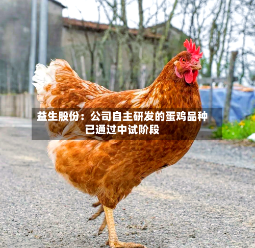 益生股份:公司自主研发的蛋鸡品种已通过中试阶段-第1张图片
