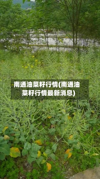 南通油菜籽行情(南通油菜籽行情最新消息)-第1张图片