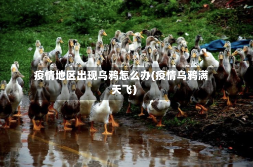 疫情地区出现乌鸦怎么办(疫情乌鸦满天飞)-第1张图片