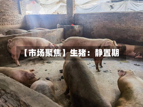 【市场聚焦】生猪:静置期-第1张图片
