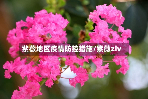 紫薇地区疫情防控措施/紫薇ziv-第1张图片